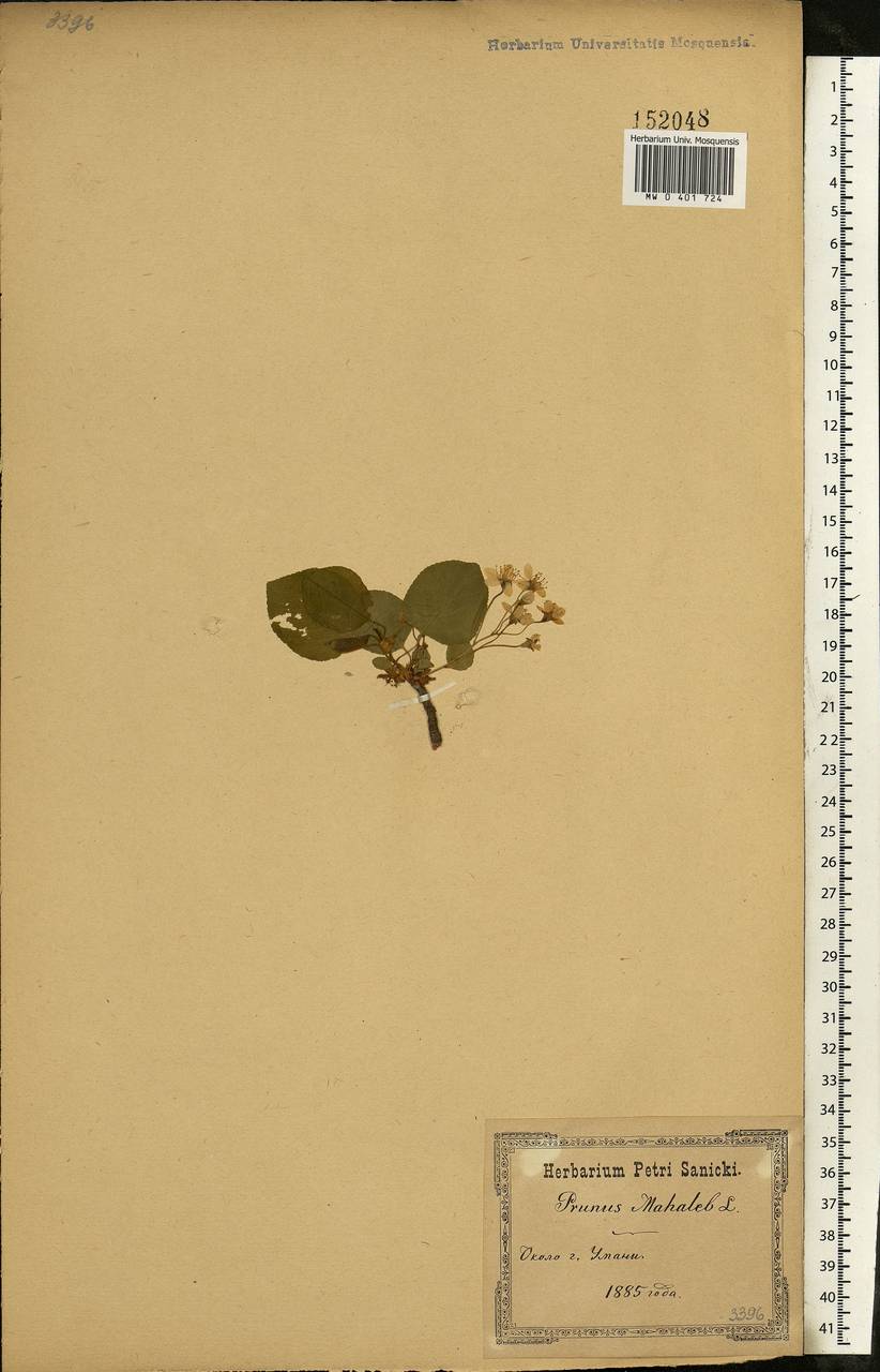 Prunus mahaleb L., Eastern Europe, South Ukrainian region (E12) (Ukraine)