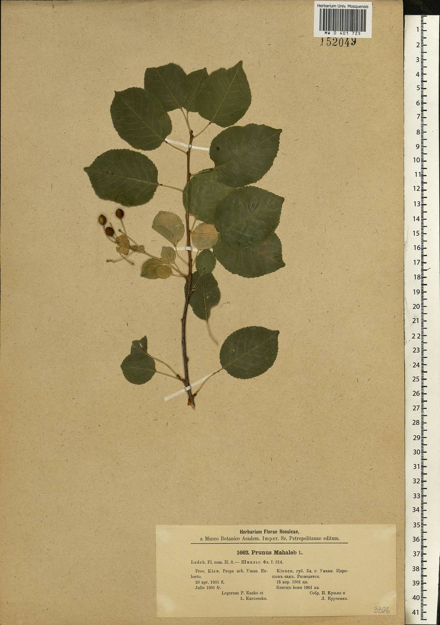Prunus mahaleb L., Eastern Europe, South Ukrainian region (E12) (Ukraine)