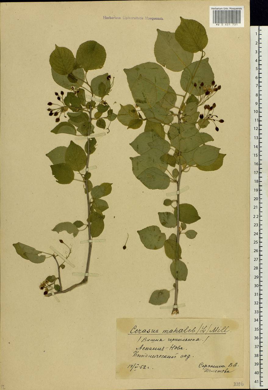 Prunus mahaleb L., Eastern Europe, South Ukrainian region (E12) (Ukraine)
