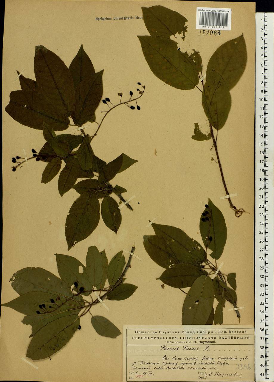Prunus padus L., Eastern Europe, Northern region (E1) (Russia)