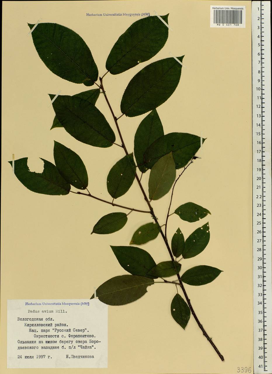 Prunus padus L., Eastern Europe, Northern region (E1) (Russia)