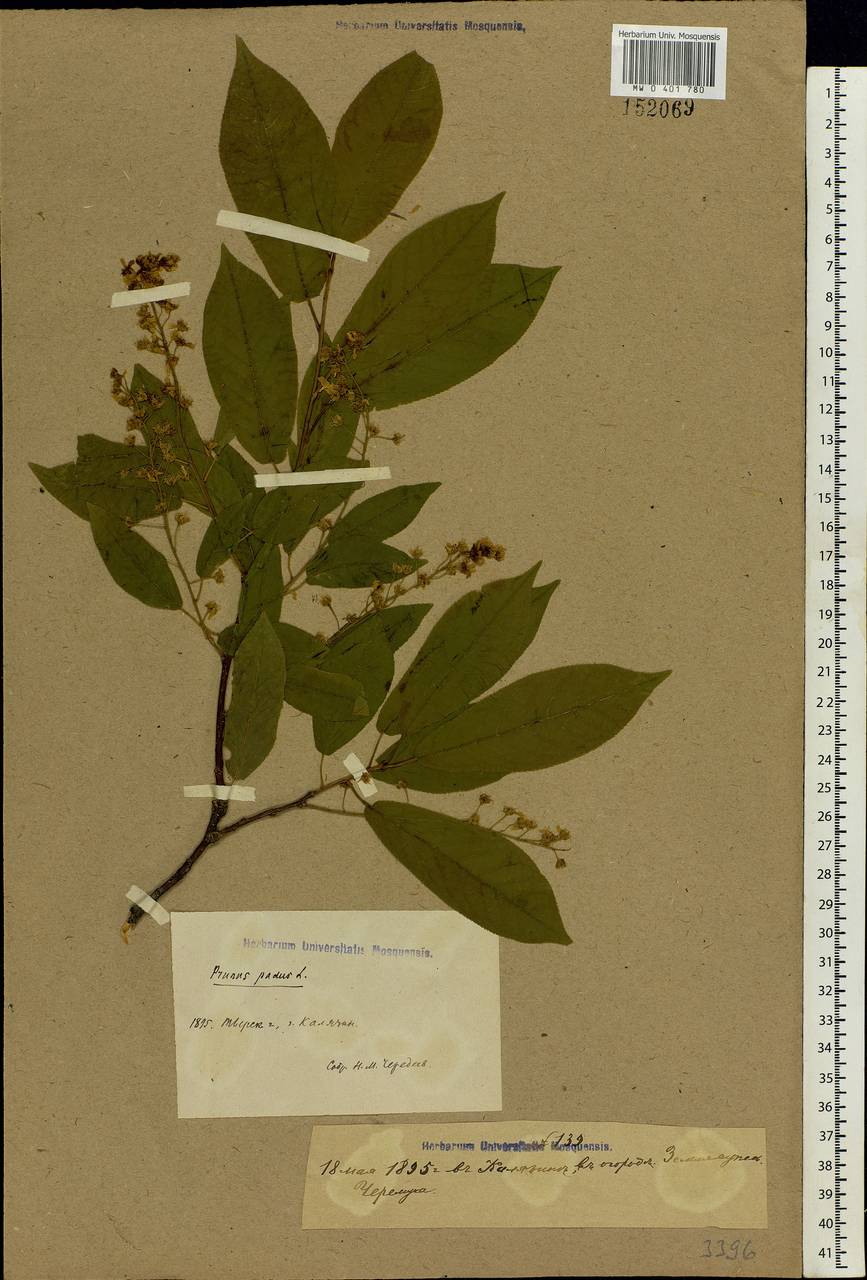 Prunus padus L., Eastern Europe, North-Western region (E2) (Russia)