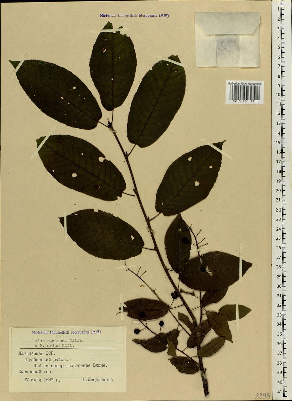 Prunus padus L., Eastern Europe, Latvia (E2b) (Latvia)