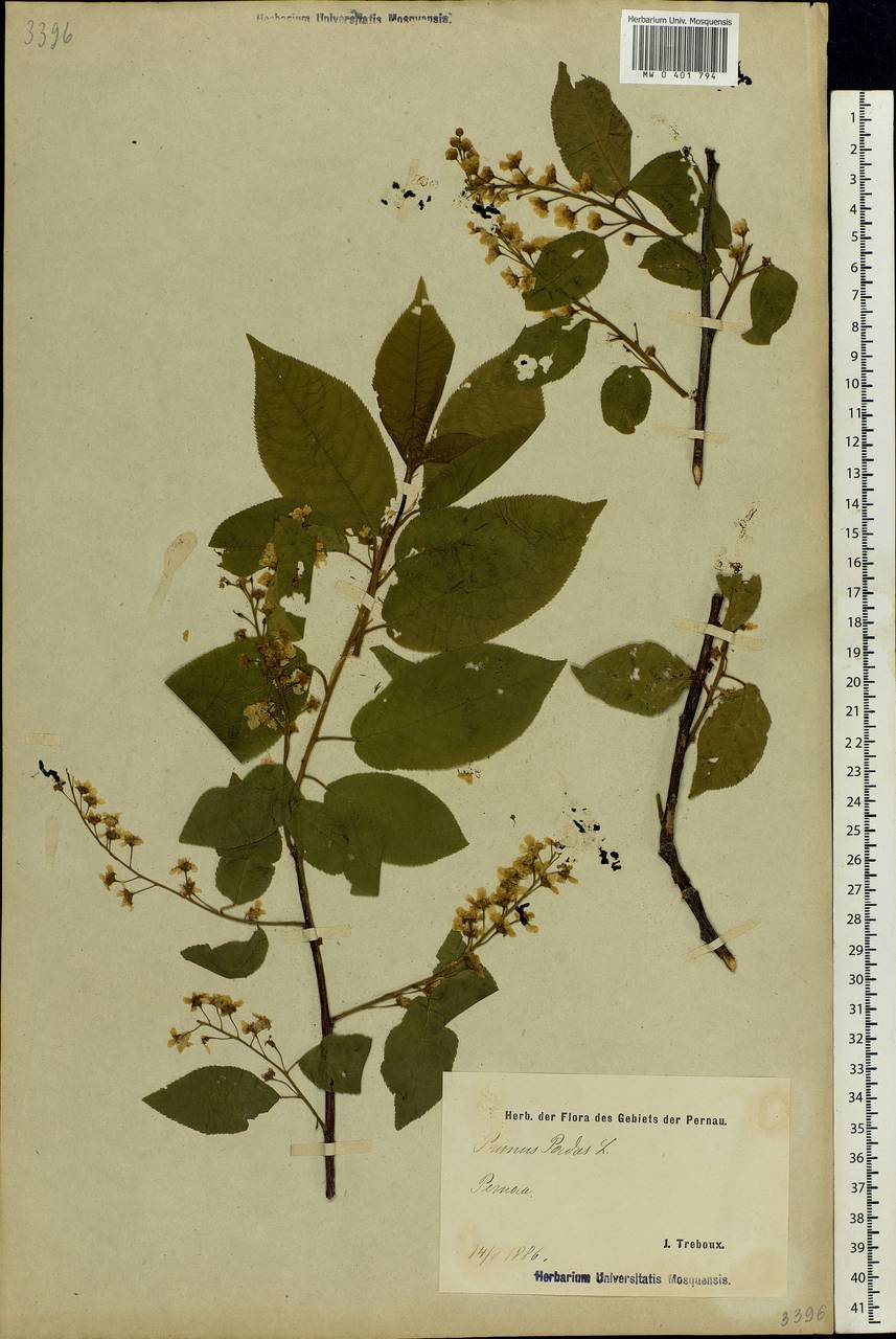 Prunus padus L., Eastern Europe, Estonia (E2c) (Estonia)