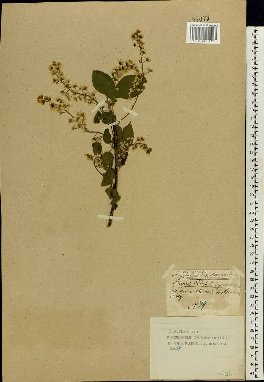 Prunus padus L., Eastern Europe, Western region (E3) (Russia)