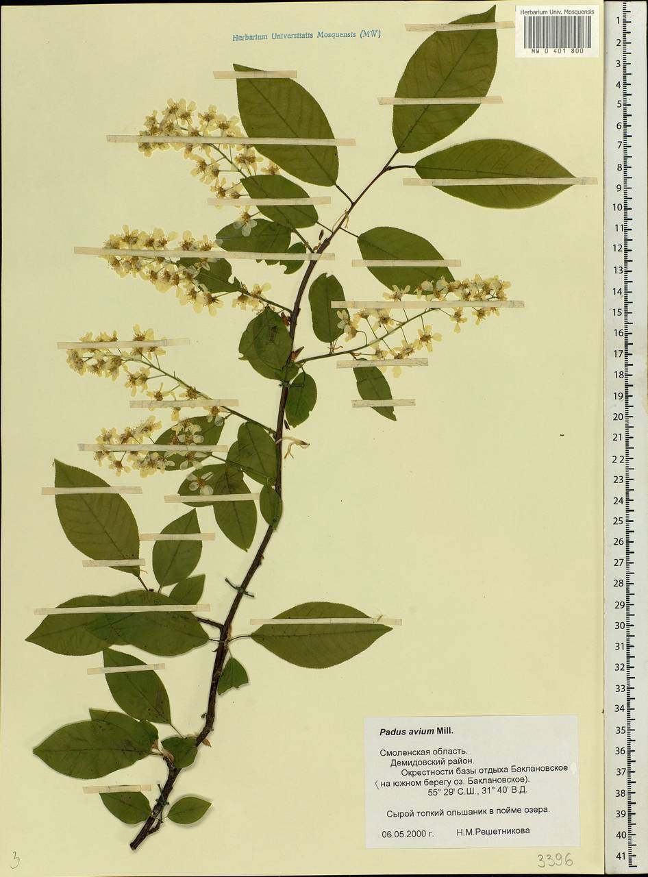 Prunus padus L., Eastern Europe, Western region (E3) (Russia)