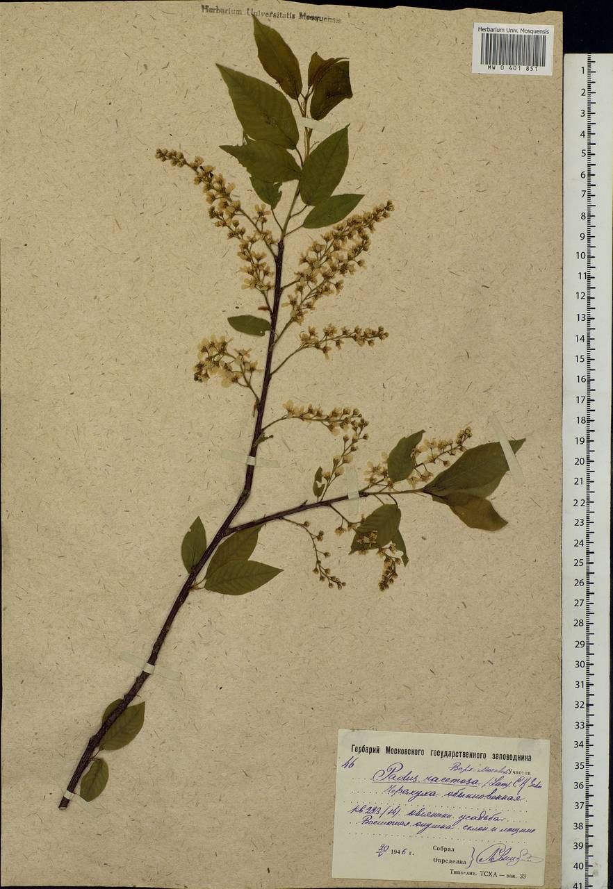 Prunus padus L., Eastern Europe, Moscow region (E4a) (Russia)