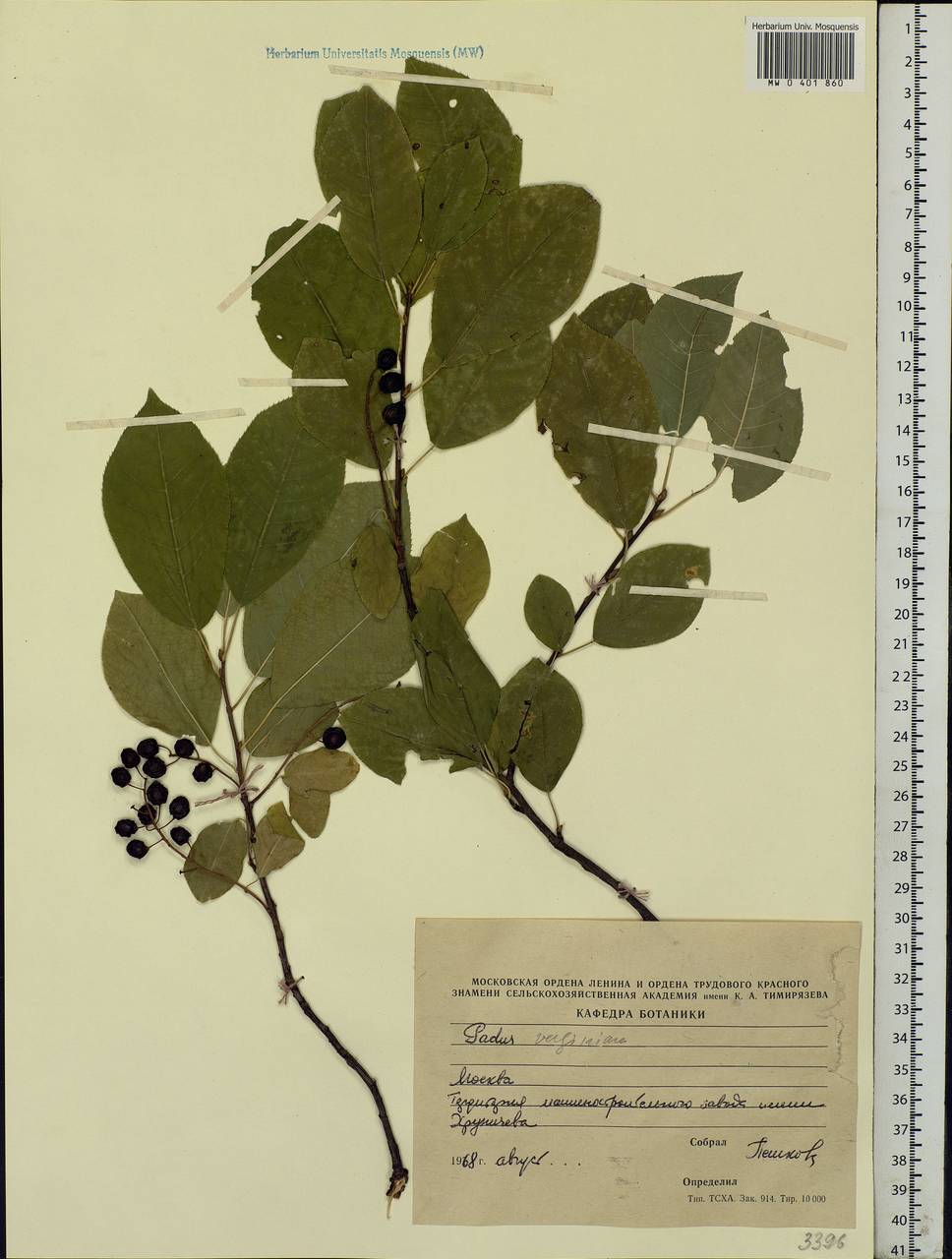 Prunus padus L., Eastern Europe, Moscow region (E4a) (Russia)
