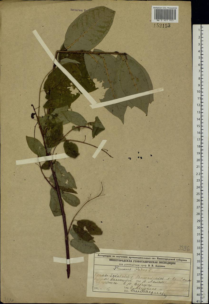 Prunus padus L., Eastern Europe, Volga-Kama region (E7) (Russia)