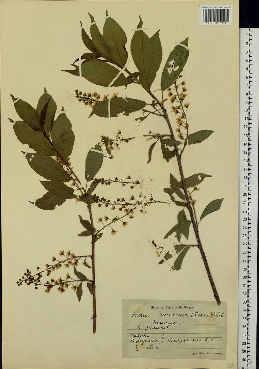 Prunus padus L., Eastern Europe, Middle Volga region (E8) (Russia)