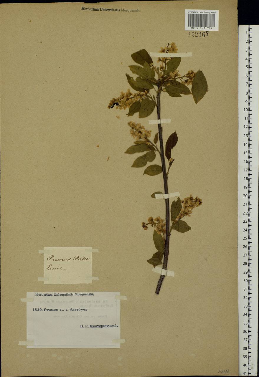 Prunus padus L., Eastern Europe, Eastern region (E10) (Russia)