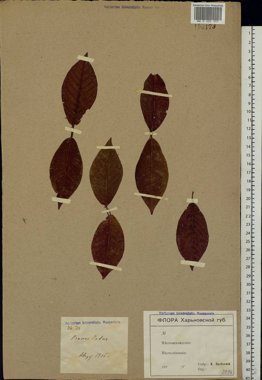 Prunus padus L., Eastern Europe, North Ukrainian region (E11) (Ukraine)