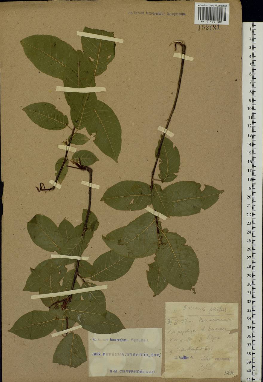 Prunus padus L., Eastern Europe, South Ukrainian region (E12) (Ukraine)