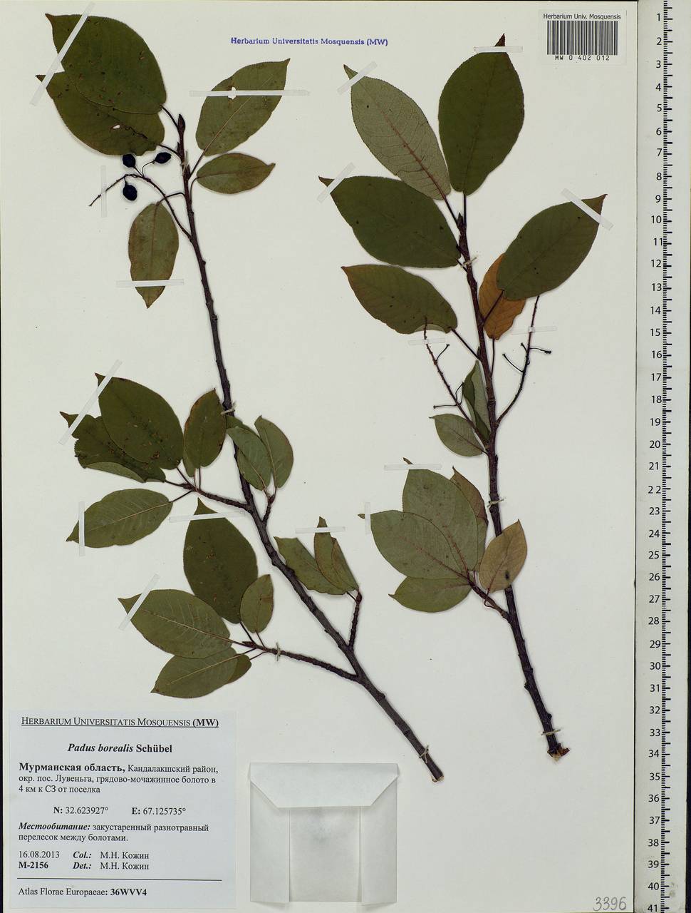 Prunus padus subsp. borealis (A. Blytt) Nyman, Eastern Europe, Northern region (E1) (Russia)