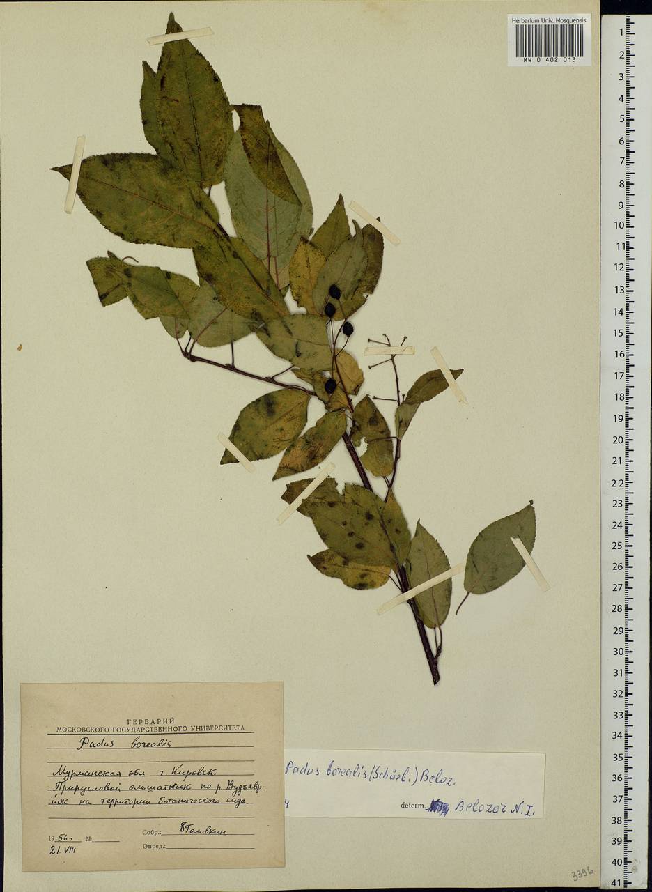 Prunus padus subsp. borealis (A. Blytt) Nyman, Eastern Europe, Northern region (E1) (Russia)