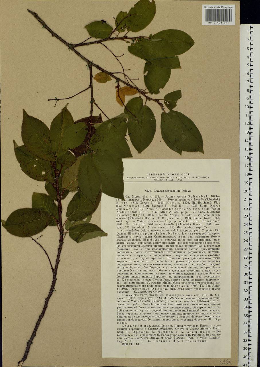 Prunus padus subsp. borealis (A. Blytt) Nyman, Eastern Europe, Northern region (E1) (Russia)
