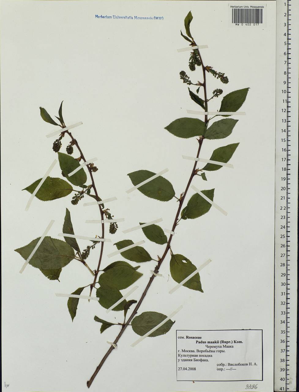 Prunus maackii Rupr., Eastern Europe, Moscow region (E4a) (Russia)