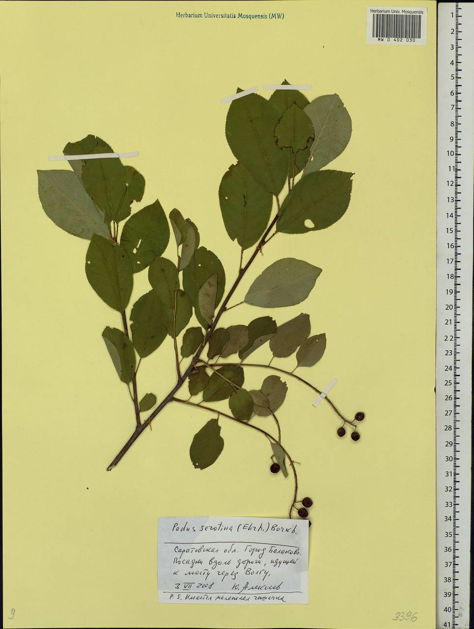 Prunus serotina Ehrh., Eastern Europe, Lower Volga region (E9) (Russia)