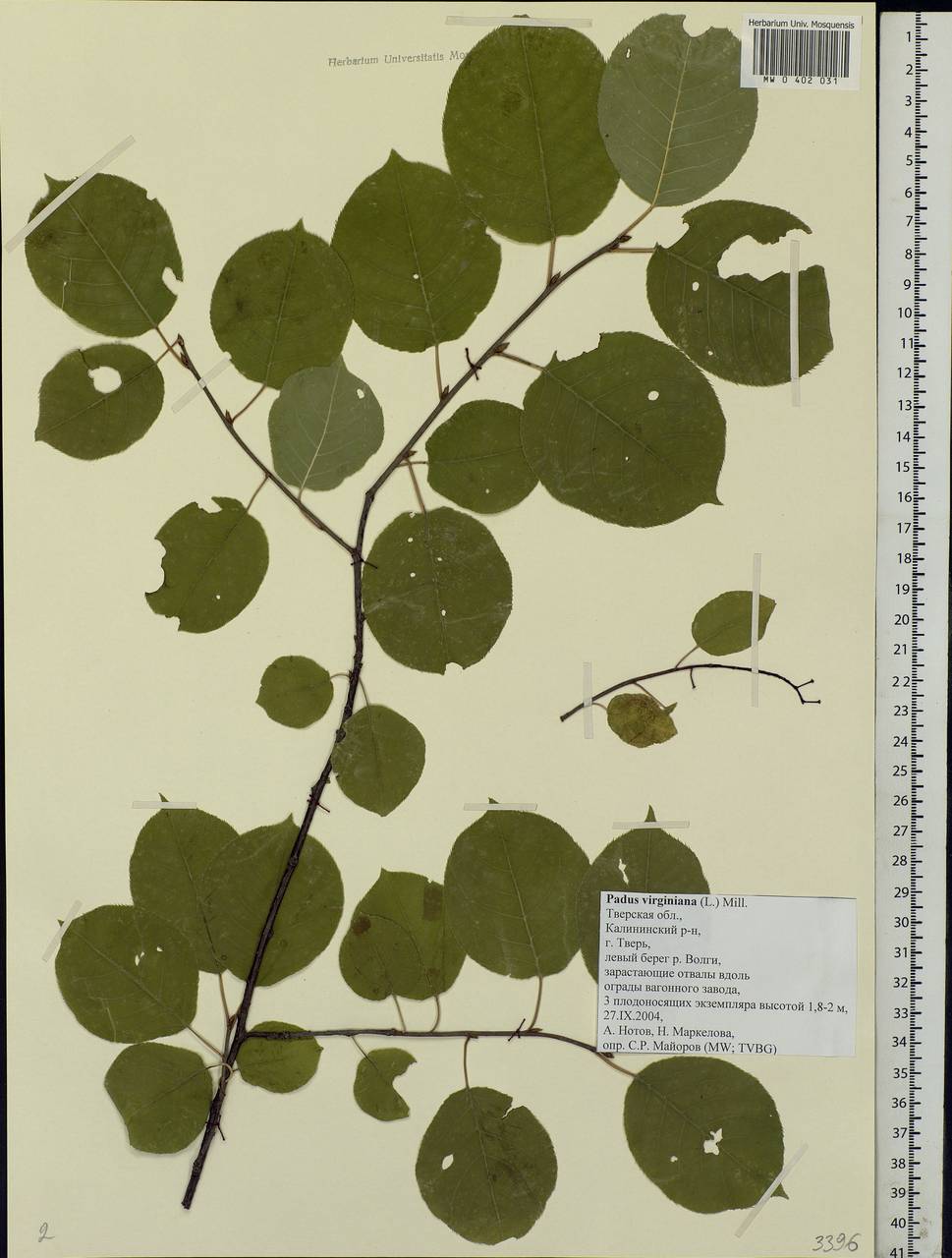 Prunus virginiana L., Eastern Europe, North-Western region (E2) (Russia)