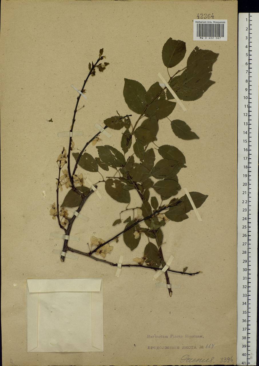 Prunus, Eastern Europe (no precise locality) (E0) (Russia)