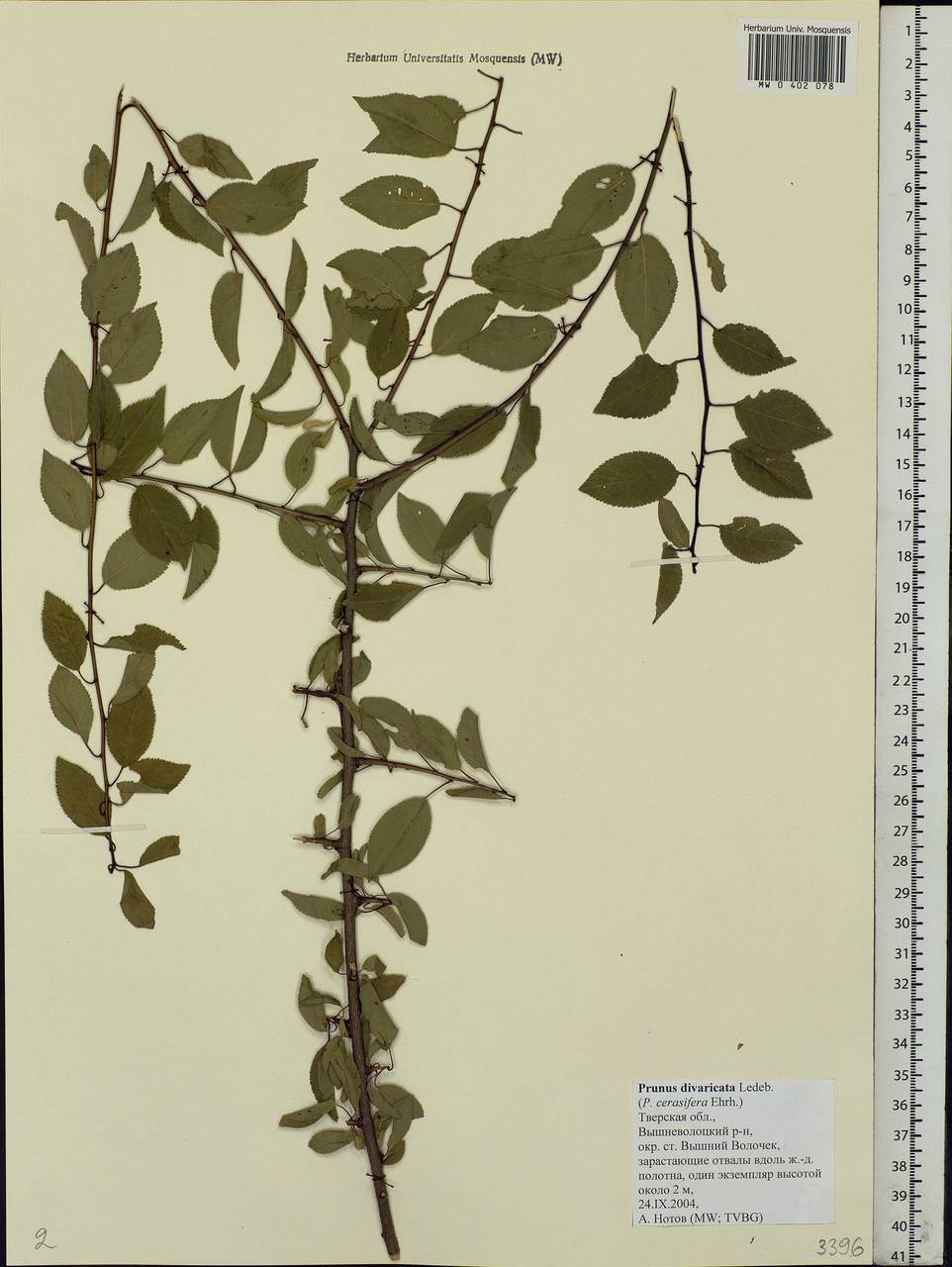 Prunus cerasifera Ehrh., Eastern Europe, North-Western region (E2) (Russia)