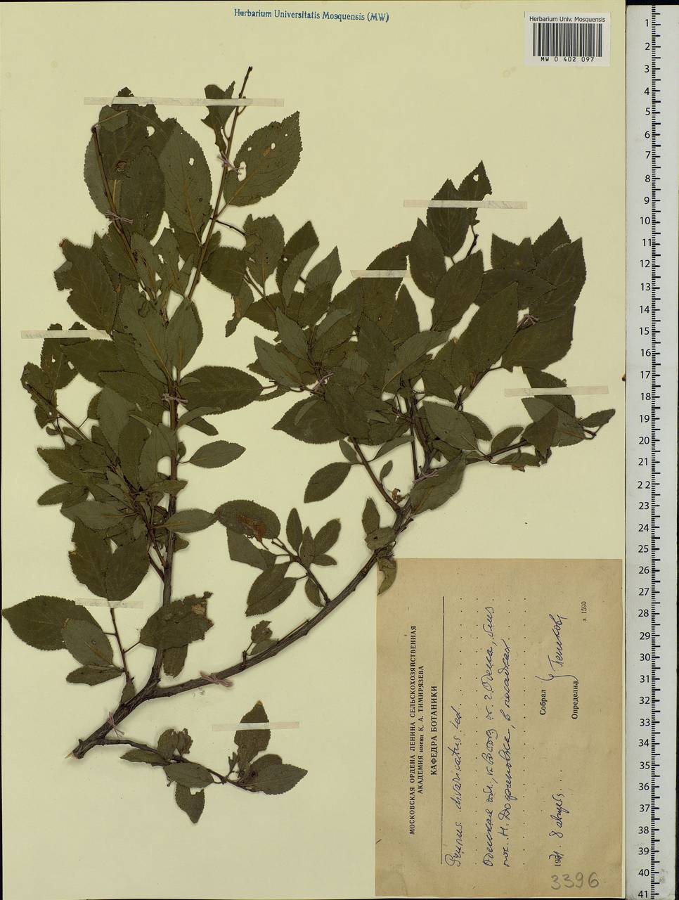 Prunus domestica L., Eastern Europe, South Ukrainian region (E12) (Ukraine)