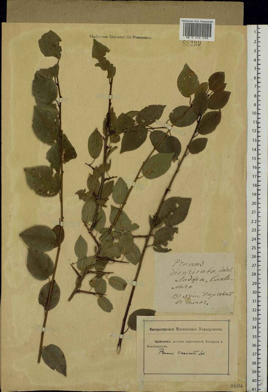 Prunus domestica L., Eastern Europe, Rostov Oblast (E12a) (Russia)
