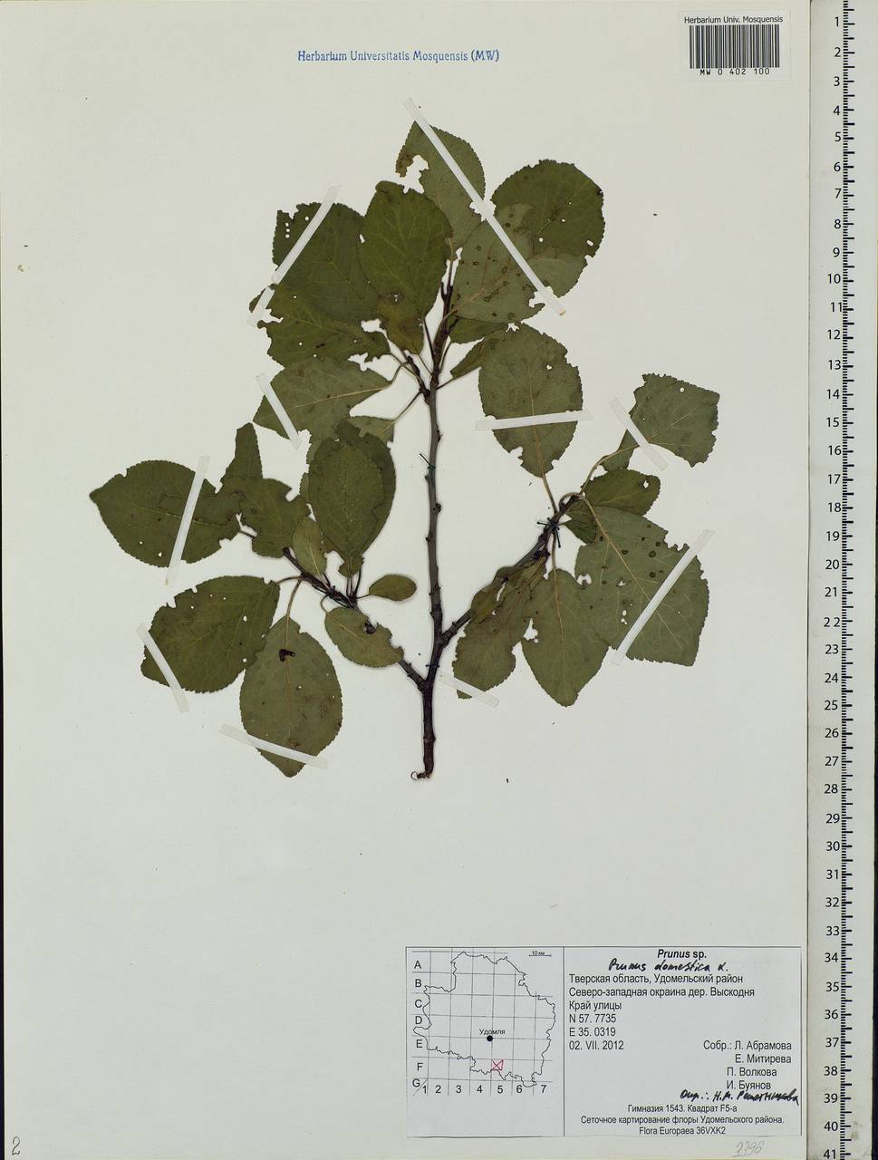 Prunus domestica L., Eastern Europe, North-Western region (E2) (Russia)