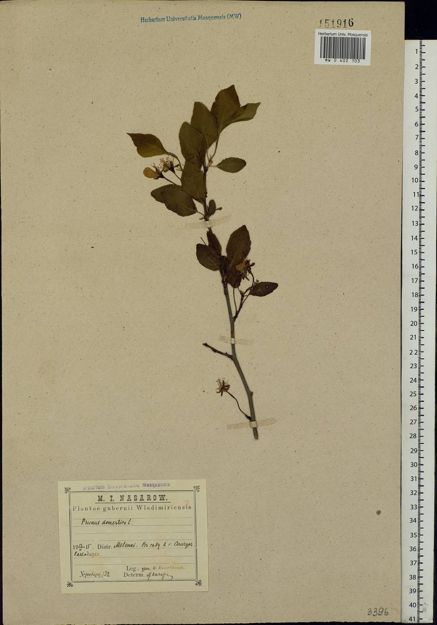 Prunus domestica L., Eastern Europe, Central region (E4) (Russia)