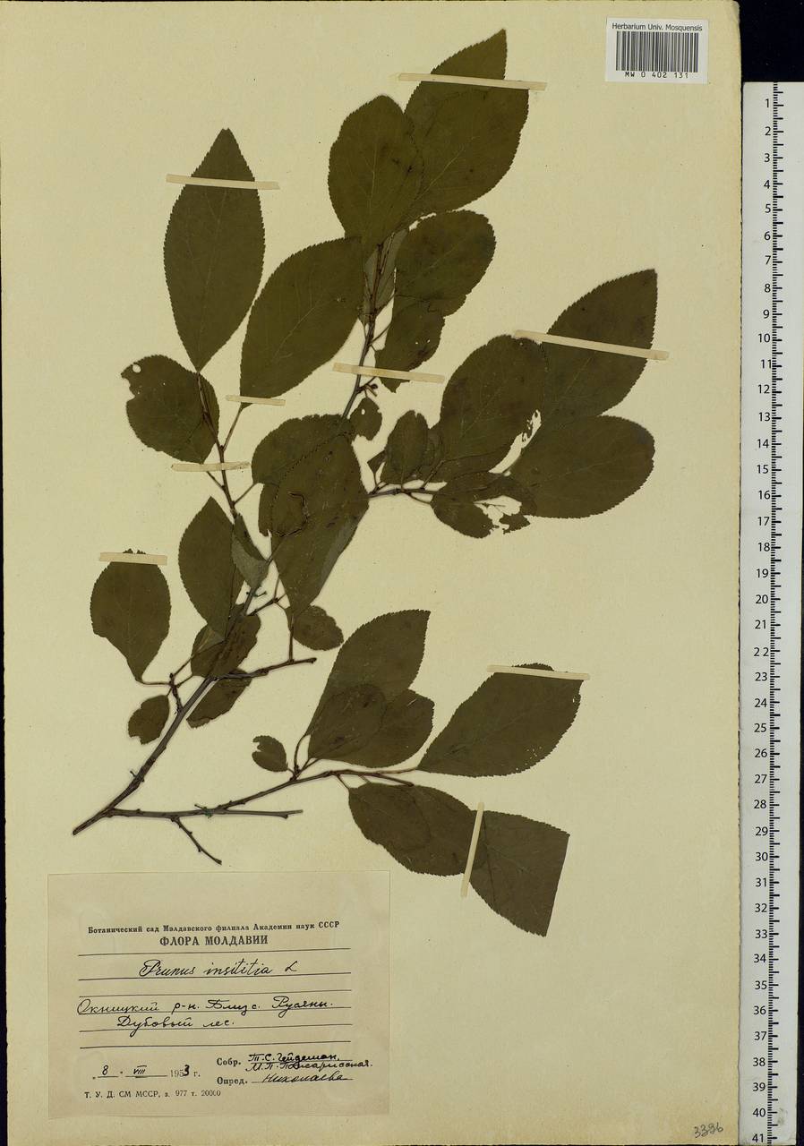 Prunus domestica L., Eastern Europe, Moldova (E13a) (Moldova)