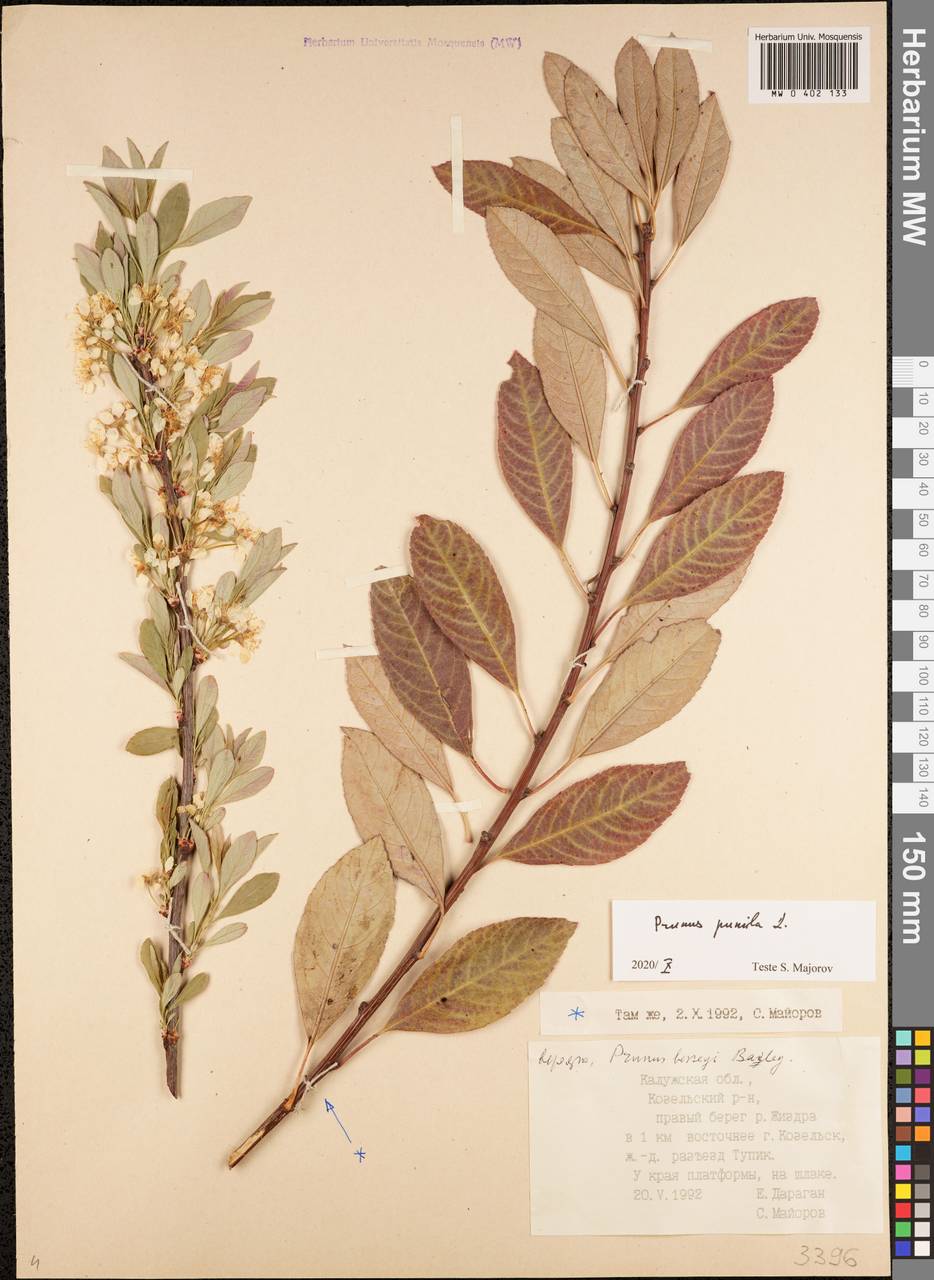 Prunus pumila L., Eastern Europe, Central region (E4) (Russia)