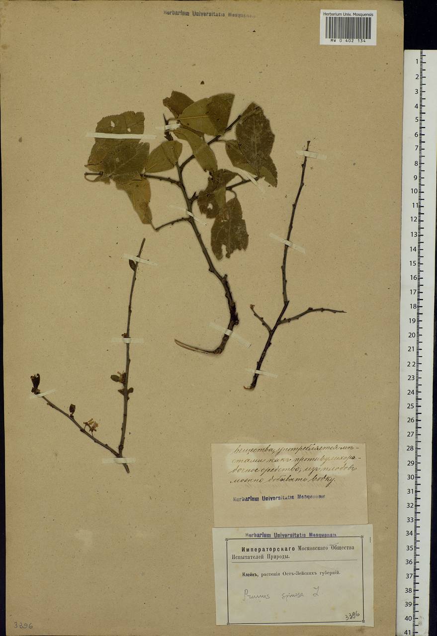 Prunus spinosa L., Eastern Europe, Latvia (E2b) (Latvia)