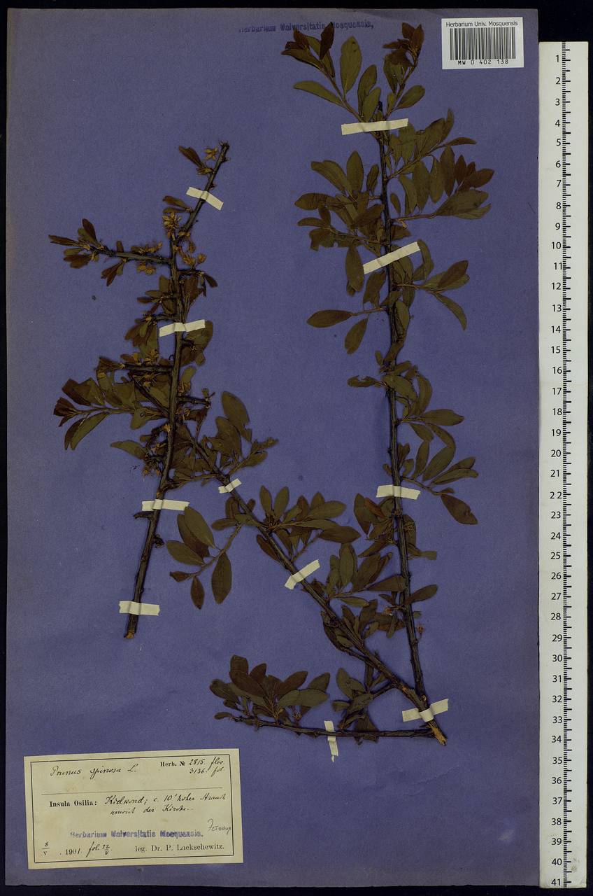 Prunus spinosa L., Eastern Europe, Estonia (E2c) (Estonia)