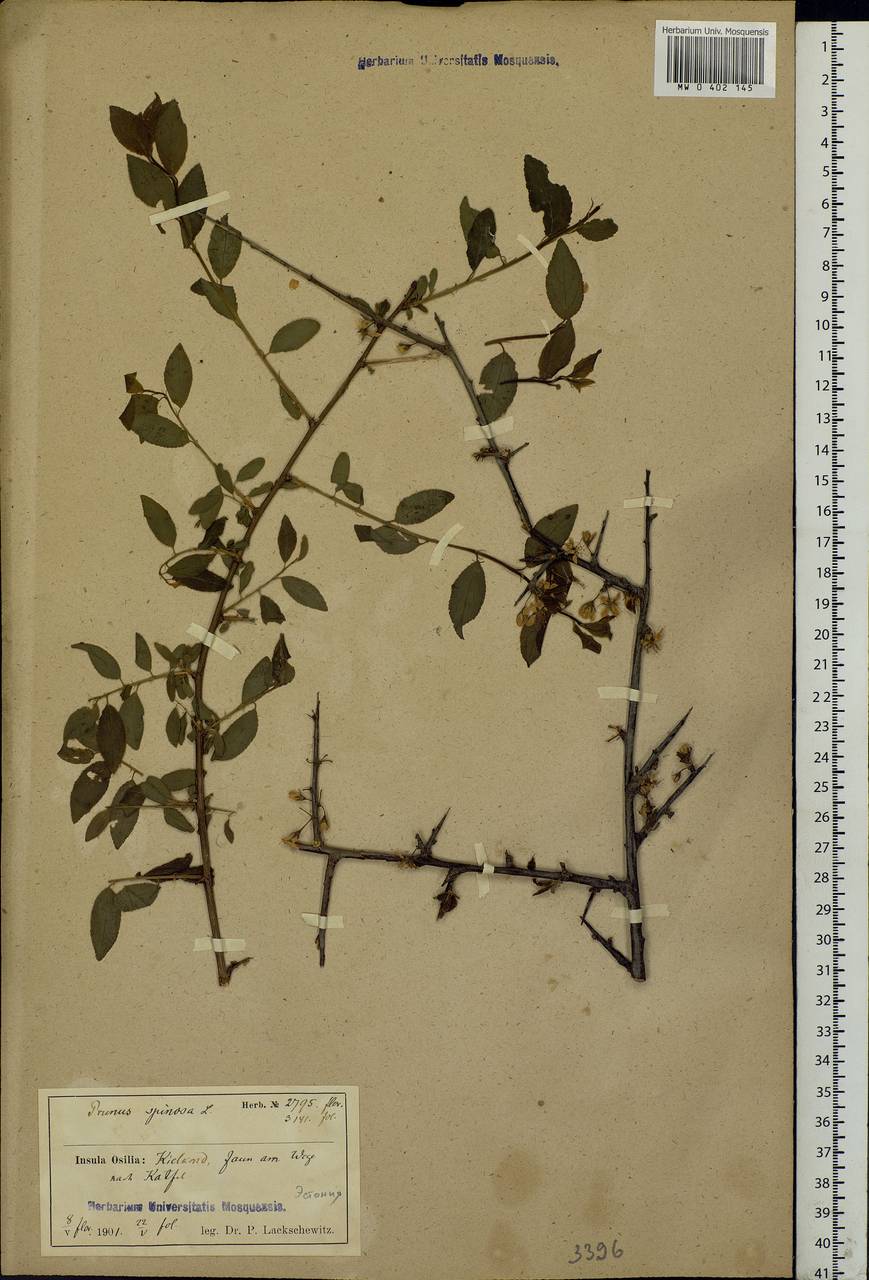 Prunus spinosa L., Eastern Europe, Estonia (E2c) (Estonia)