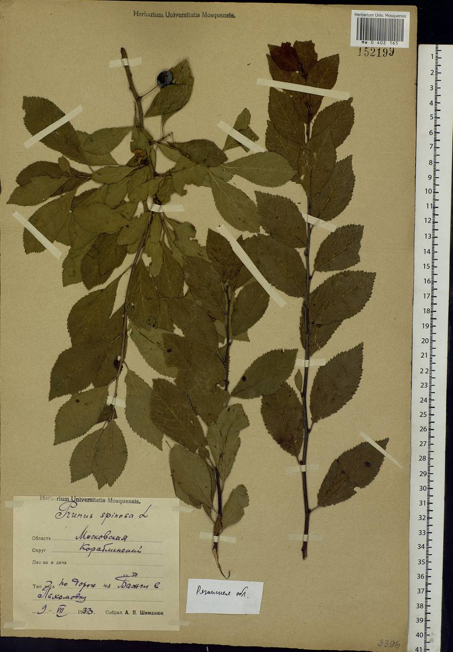 Prunus spinosa L., Eastern Europe, Central region (E4) (Russia)