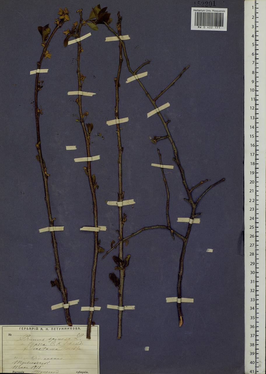 Prunus spinosa L., Eastern Europe, Central region (E4) (Russia)