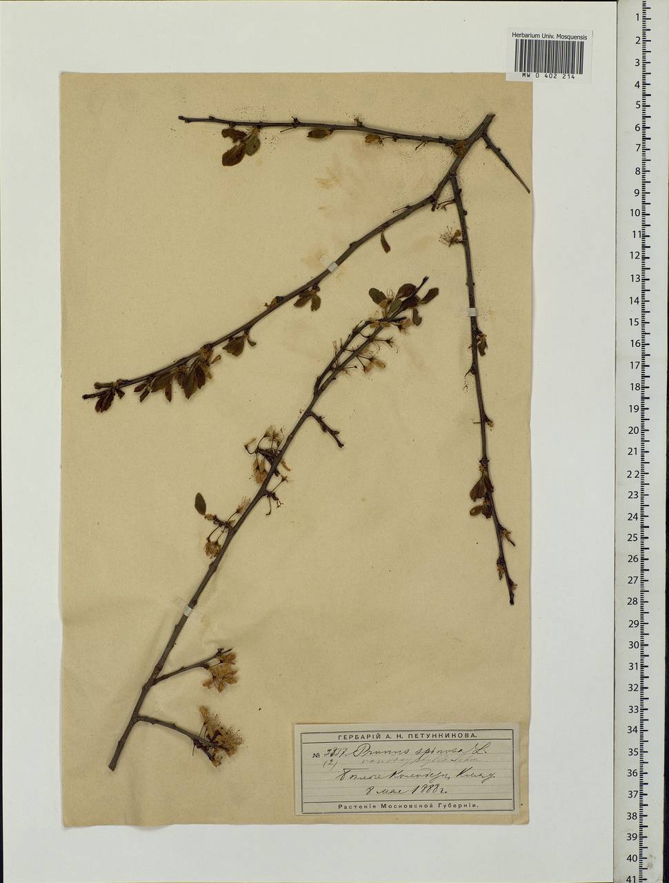 Prunus spinosa L., Eastern Europe, Moscow region (E4a) (Russia)