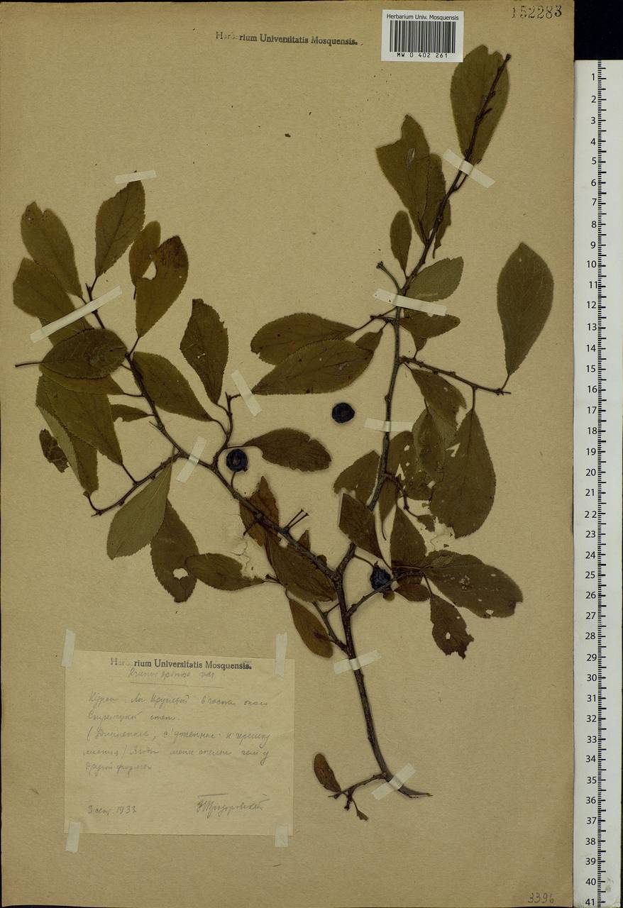 Prunus spinosa L., Eastern Europe, Central forest-and-steppe region (E6) (Russia)