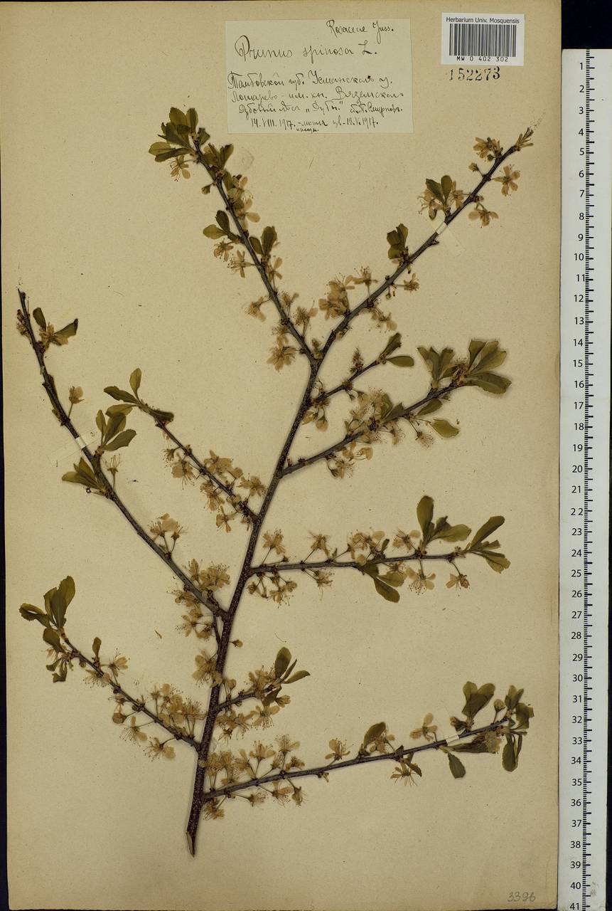 Prunus spinosa L., Eastern Europe, Central forest-and-steppe region (E6) (Russia)