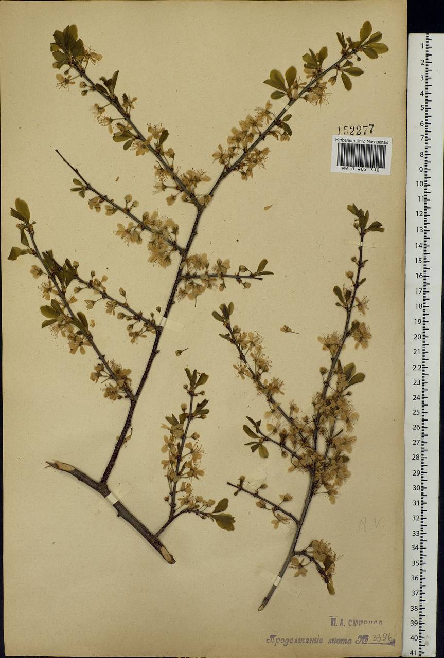 Prunus spinosa L., Eastern Europe, Central forest-and-steppe region (E6) (Russia)
