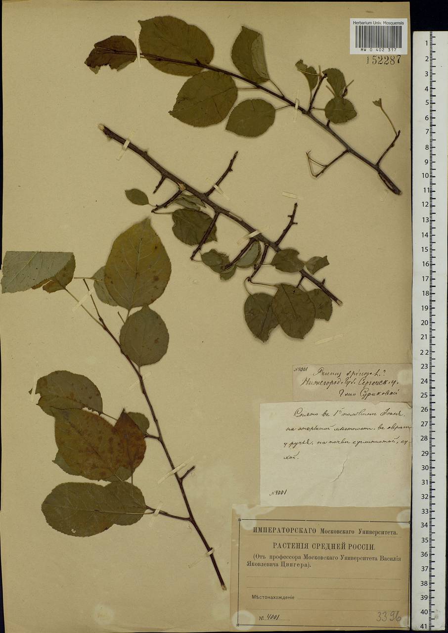 Prunus spinosa L., Eastern Europe, Volga-Kama region (E7) (Russia)
