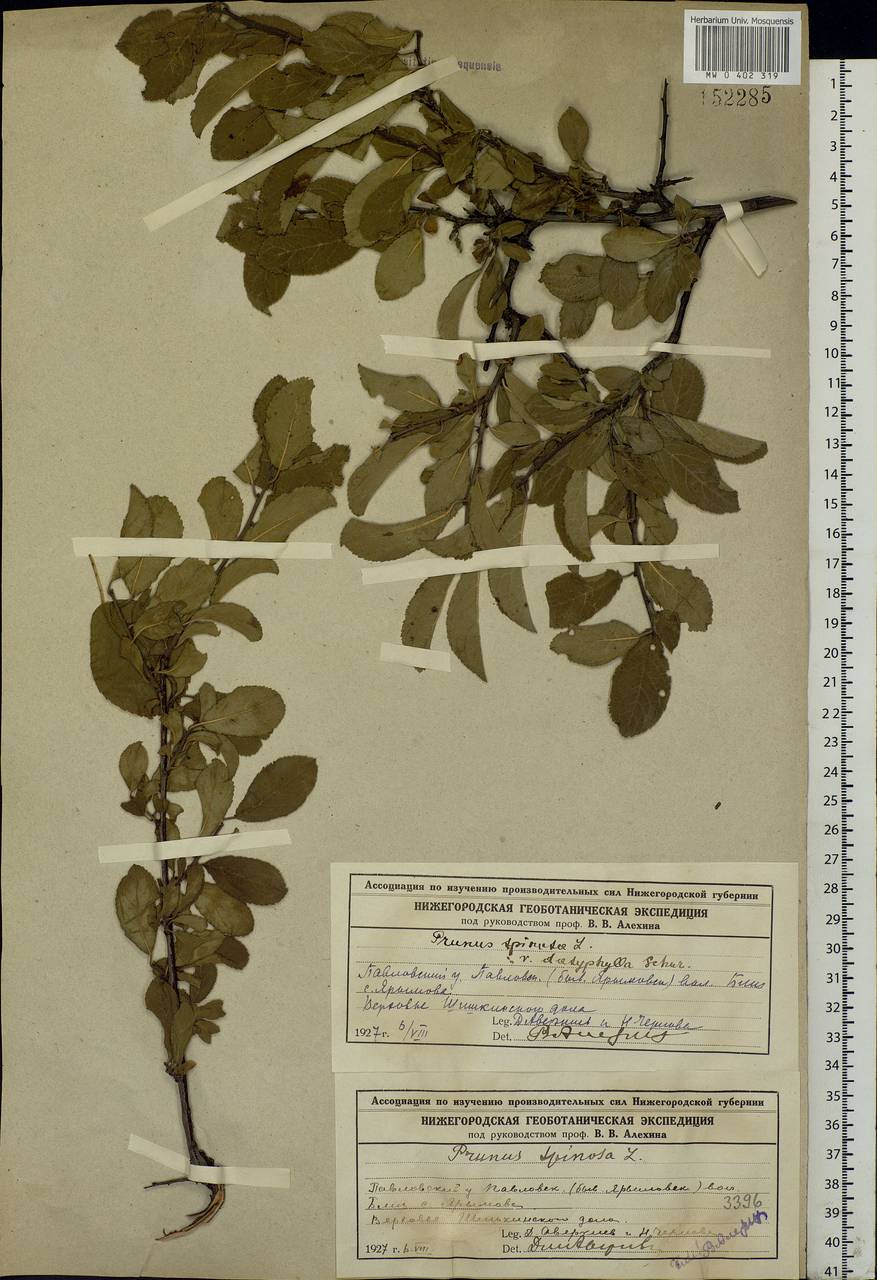 Prunus spinosa L., Eastern Europe, Volga-Kama region (E7) (Russia)