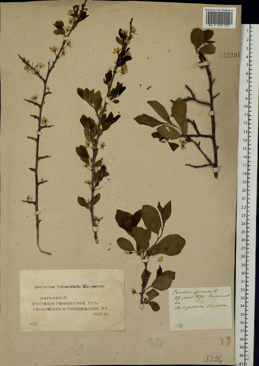 Prunus spinosa L., Eastern Europe, Middle Volga region (E8) (Russia)