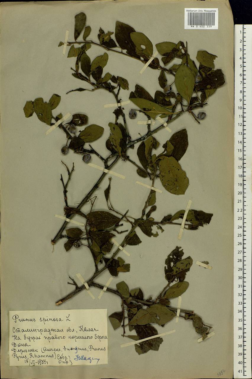 Prunus spinosa L., Eastern Europe, Lower Volga region (E9) (Russia)