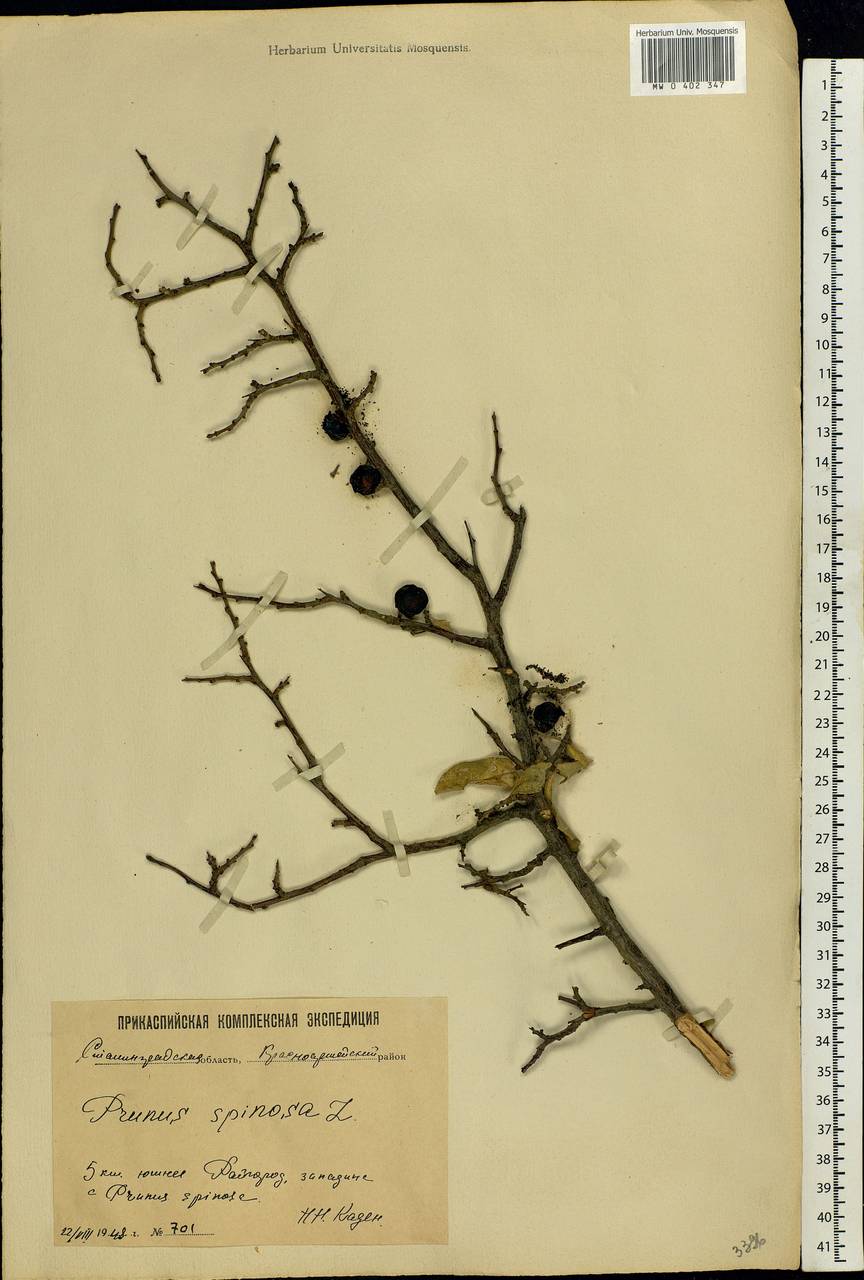 Prunus spinosa L., Eastern Europe, Lower Volga region (E9) (Russia)