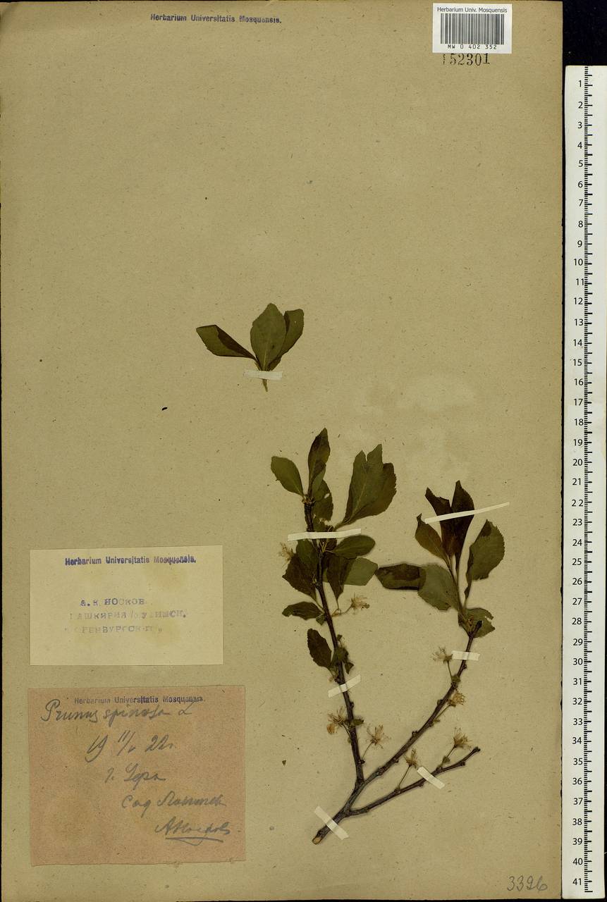 Prunus spinosa L., Eastern Europe, Eastern region (E10) (Russia)