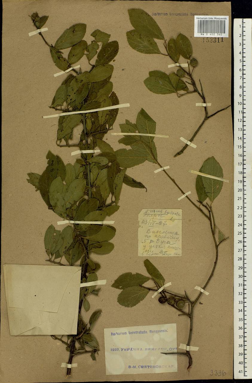 Prunus spinosa L., Eastern Europe, South Ukrainian region (E12) (Ukraine)
