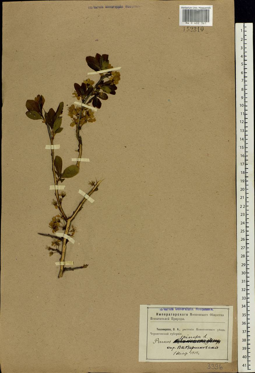 Prunus spinosa L., Eastern Europe, North Ukrainian region (E11) (Ukraine)