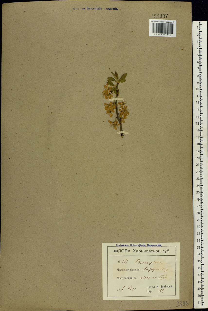 Prunus spinosa L., Eastern Europe, North Ukrainian region (E11) (Ukraine)
