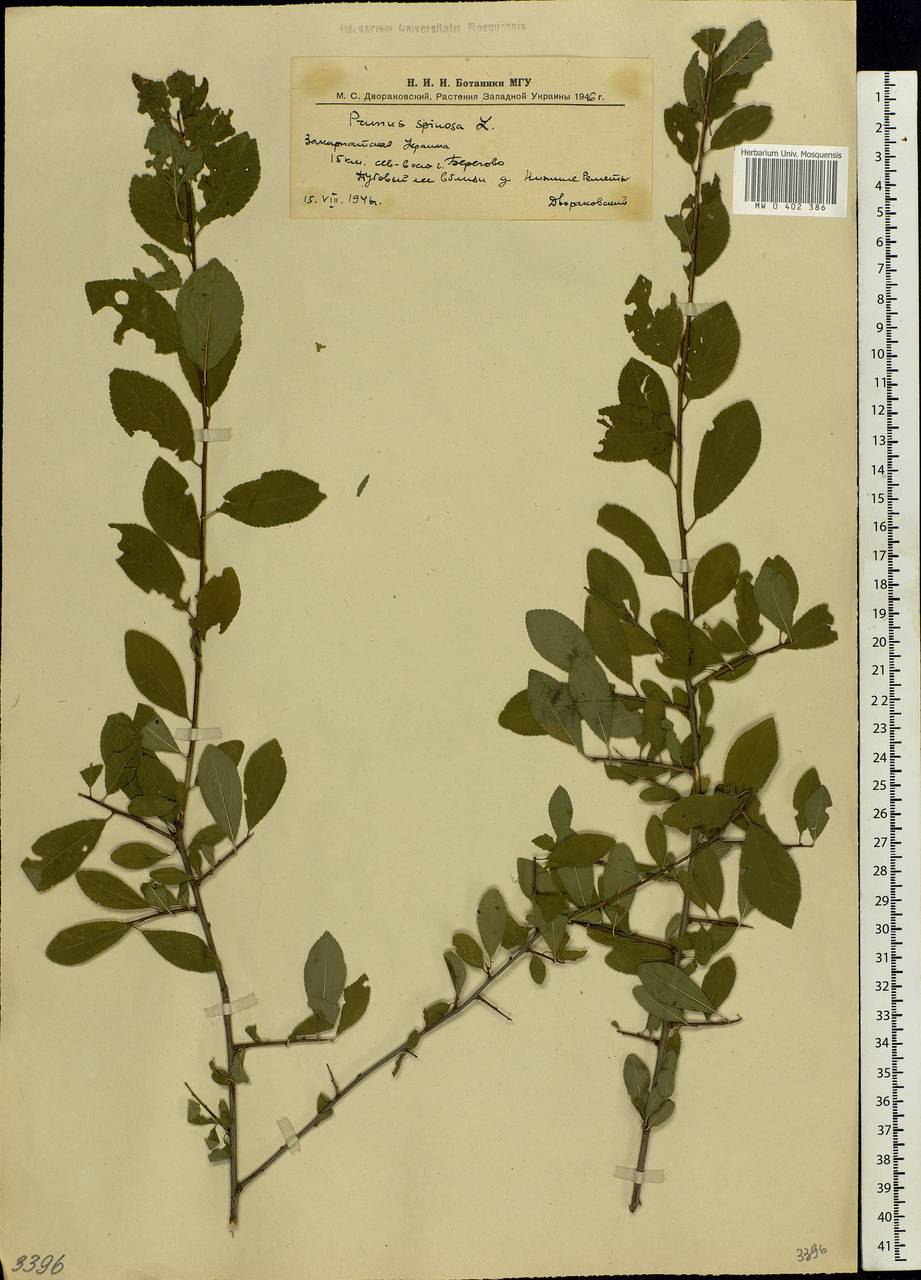 Prunus spinosa L., Eastern Europe, West Ukrainian region (E13) (Ukraine)